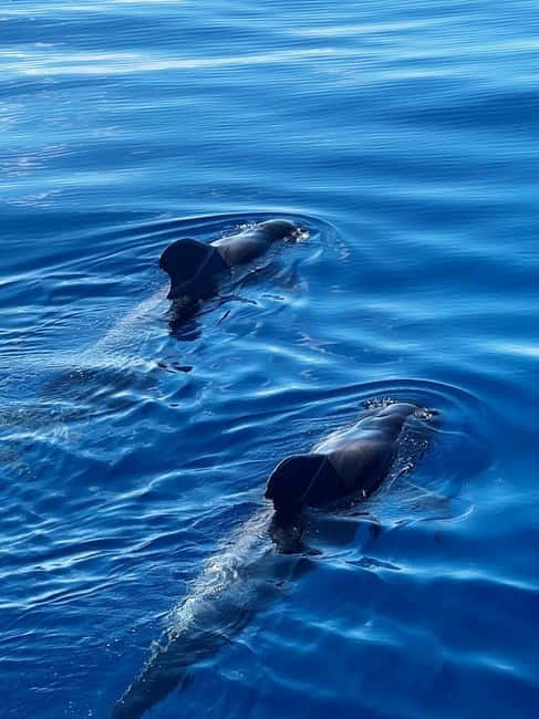 Los Cristianos: Whale Watching Cruise w/Swim Stop & Drinks - Key points to know before boarding