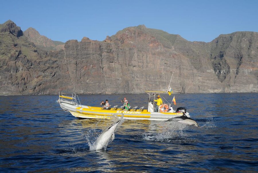 Los Gigantes: Dolphin and Whale Watching Cruise by Speedboat - Key points at a glance