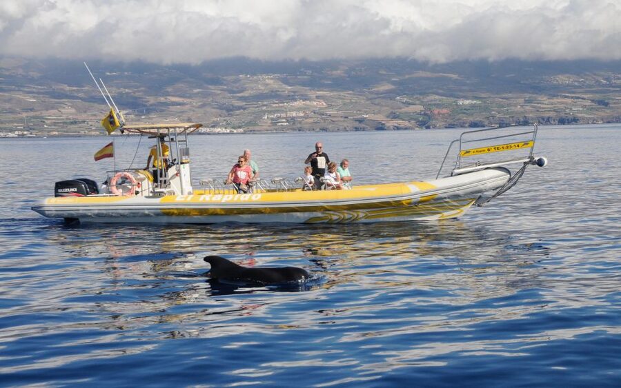 Los Gigantes: Dolphin and Whale Watching Cruise by Speedboat - Why this Los Gigantes cruise is worth considering