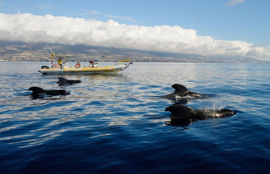 Los Gigantes: Dolphin and Whale Watching Cruise by Speedboat - Searching for dolphins and pilot whales in the Teno-Rasca sanctuary