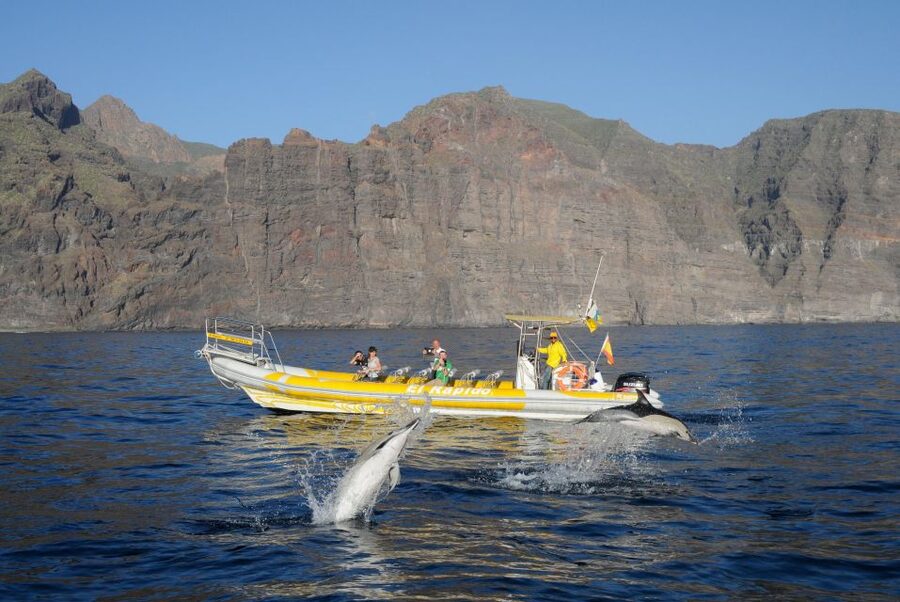 Los Gigantes: Dolphin and Whale Watching Cruise by Speedboat - A swim at Masca Bay or another clear-water cove