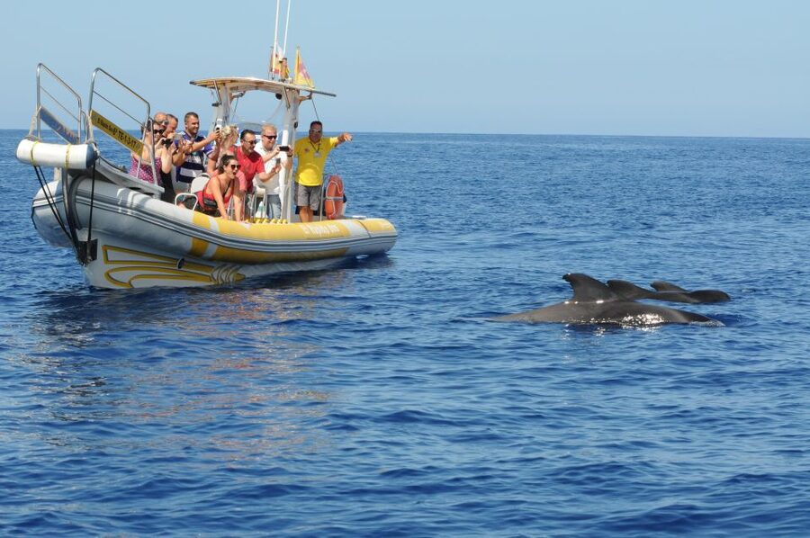 Los Gigantes: Dolphin and Whale Watching Cruise by Speedboat - Who will enjoy this more than a large boat cruise
