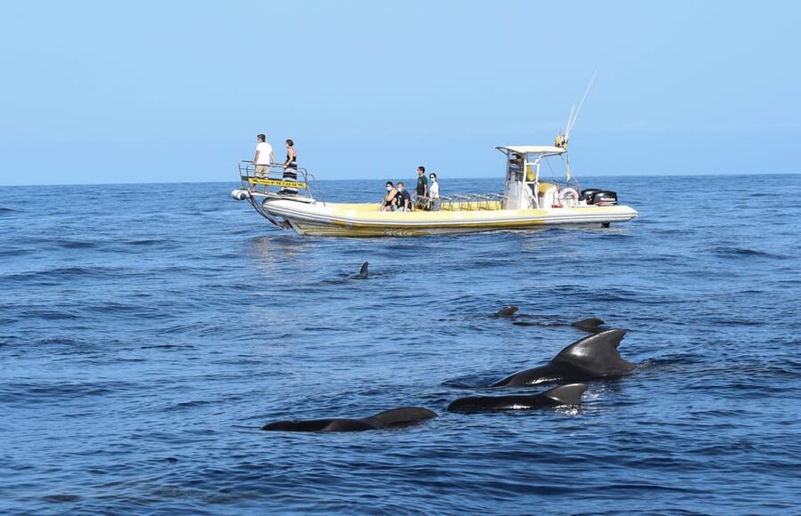 Los Gigantes: Dolphin and Whale Watching Cruise by Speedboat - Leaving Los Gigantes port on a rigid inflatable boat