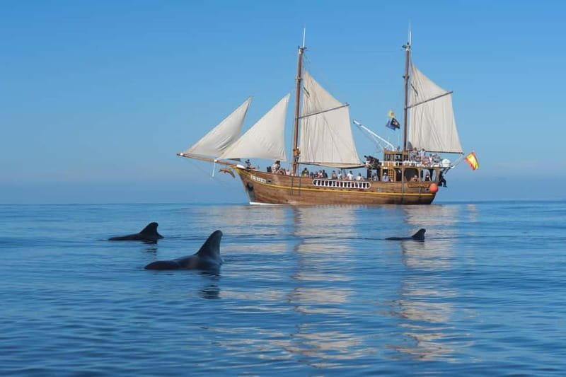 Los Gigantes: Dolphin and Whale Watching Tour with Drinks - The cliffs of Los Gigantes and Masca