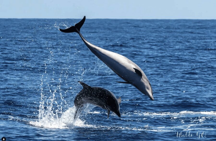 Los Gigantes: Dolphin and Whale Watching Tour with Drinks - Paella, fruit, and drinks on the three-hour trip