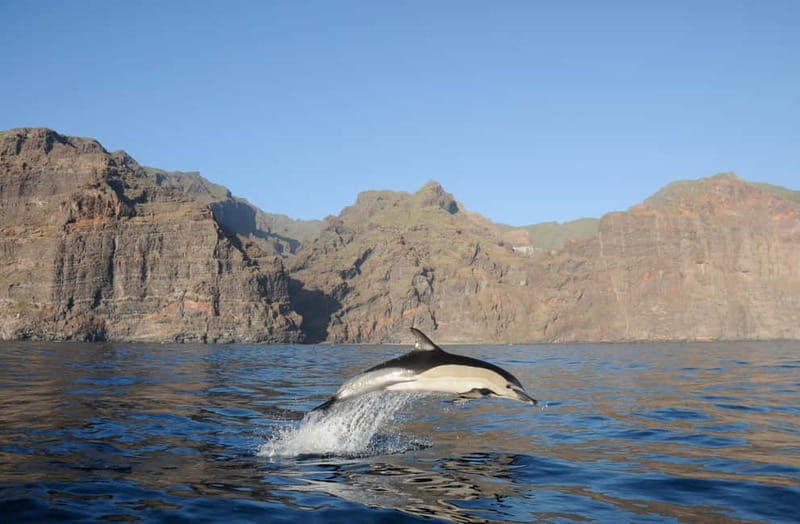 Los Gigantes: Dolphin and Whale Watching Tour with Drinks - Searching for dolphins and pilot whales