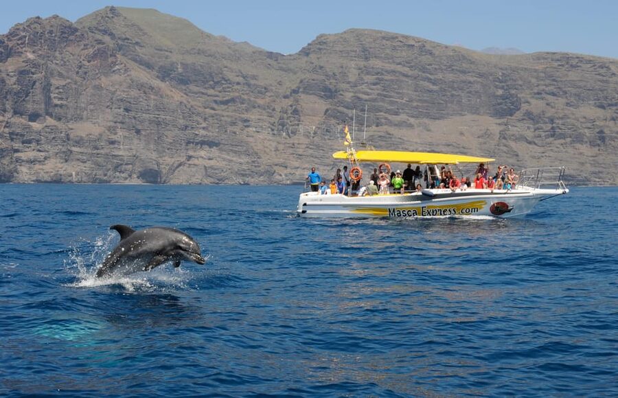 Los Gigantes: Dolphin & Whale Watching Cruise with Swim Stop - Key points at a glance