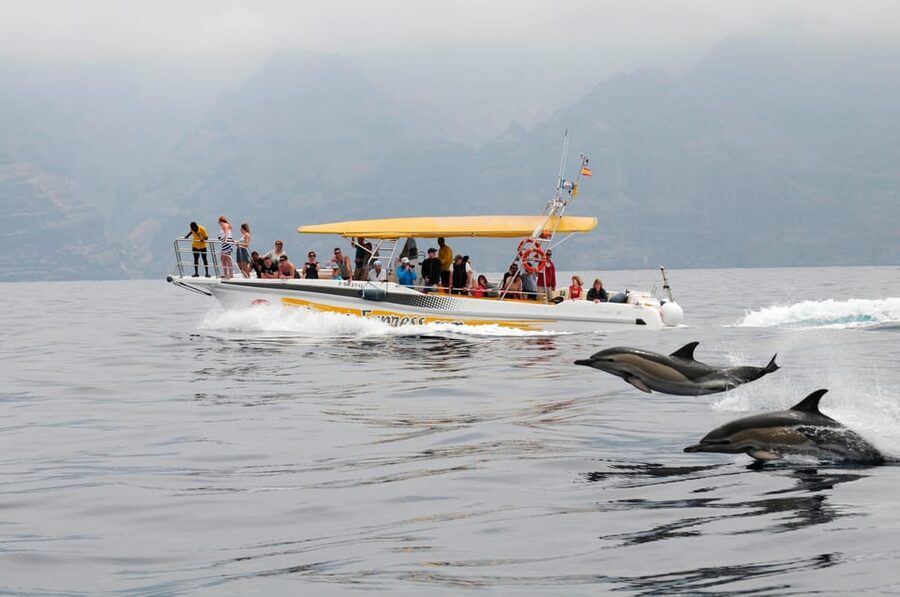 Los Gigantes: Dolphin & Whale Watching Cruise with Swim Stop - Setting out from Los Gigantes Port