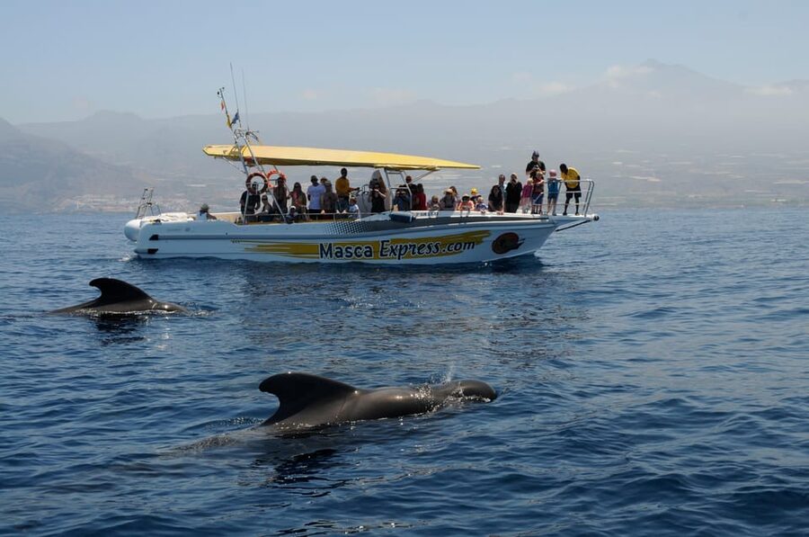 Los Gigantes: Dolphin & Whale Watching Cruise with Swim Stop - Searching for dolphins and pilot whales