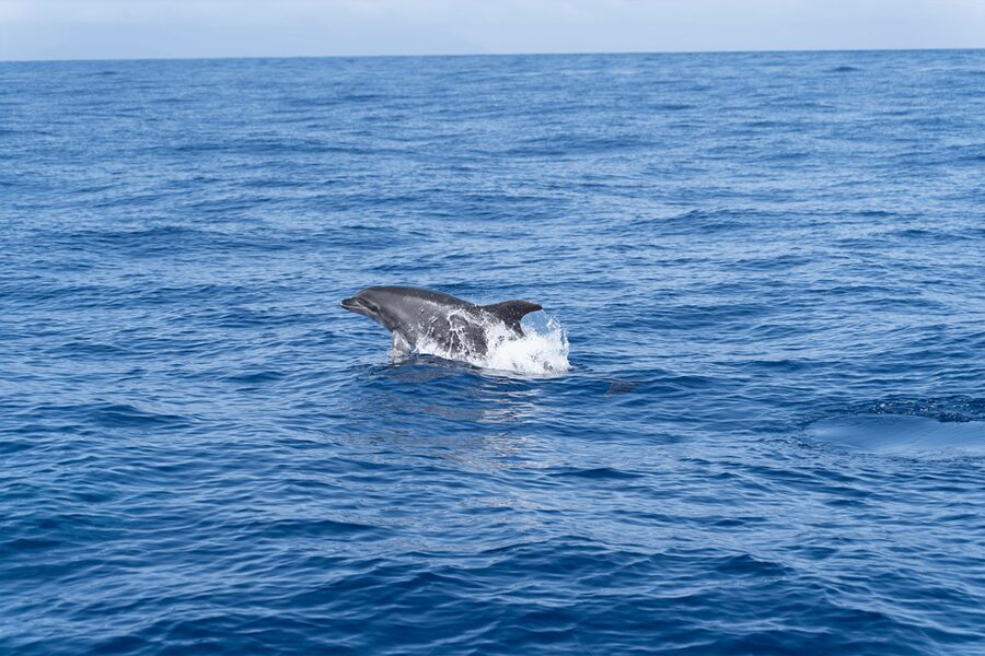 Los Gigantes: Sailing Excursion with Swimming, Drink & Tapas - Searching for pilot whales and dolphins