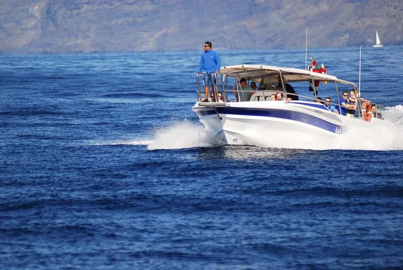 Los Gigantes: Whale or dolphin watching and swimming tour in Masca - Key points to know before booking
