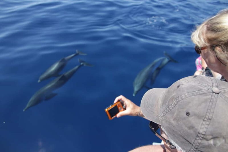 Los Gigantes: Whale or dolphin watching and swimming tour in Masca - Masca Bay swim beneath the cliffs