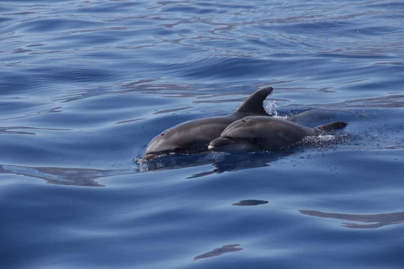 Los Gigantes: Whale or dolphin watching and swimming tour in Masca - Is $28 a good price?