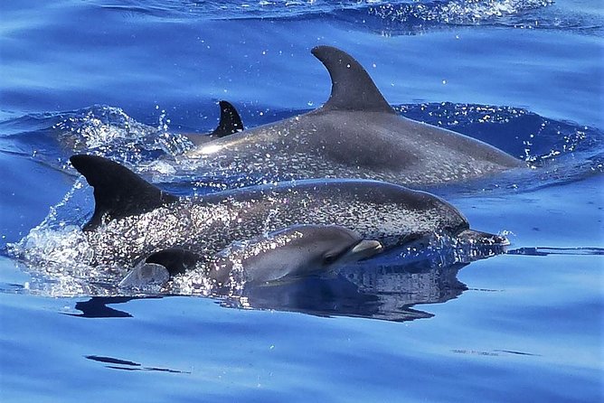 Los Gigantes Whale Watching Charter by Sail Boat - Key points at a glance
