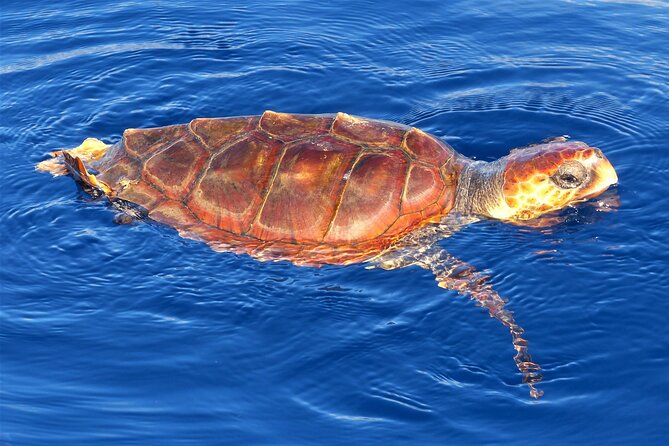 Los Gigantes Whale Watching Charter by Sail Boat - Whale watching around Tenerife