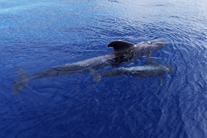 Los Gigantes Whale Watching Charter by Sail Boat - Comfort, space, and motion sickness