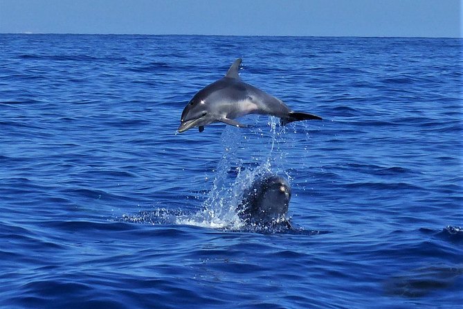 Los Gigantes Whale Watching Charter by Sail Boat - Why the small group matters