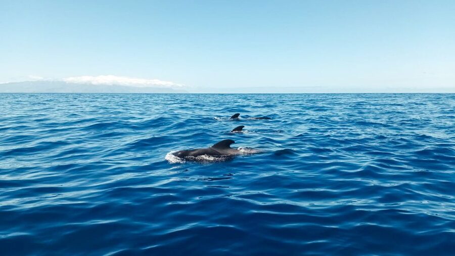 Los Gigantes: Whales and Dolphin Watching Cruise with Lunch - Key points before you book