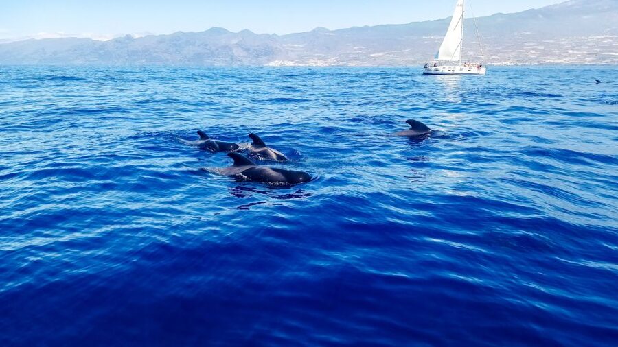 Los Gigantes: Whales and Dolphin Watching Cruise with Lunch - Leaving Los Gigantes on a small yacht
