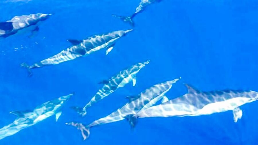 Los Gigantes: Whales and Dolphin Watching Cruise with Lunch - Tenerife views from the water