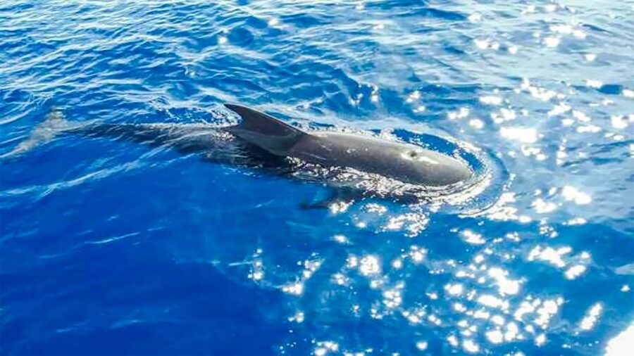 Los Gigantes: Whales and Dolphin Watching Cruise with Lunch - What lunch really means on this cruise