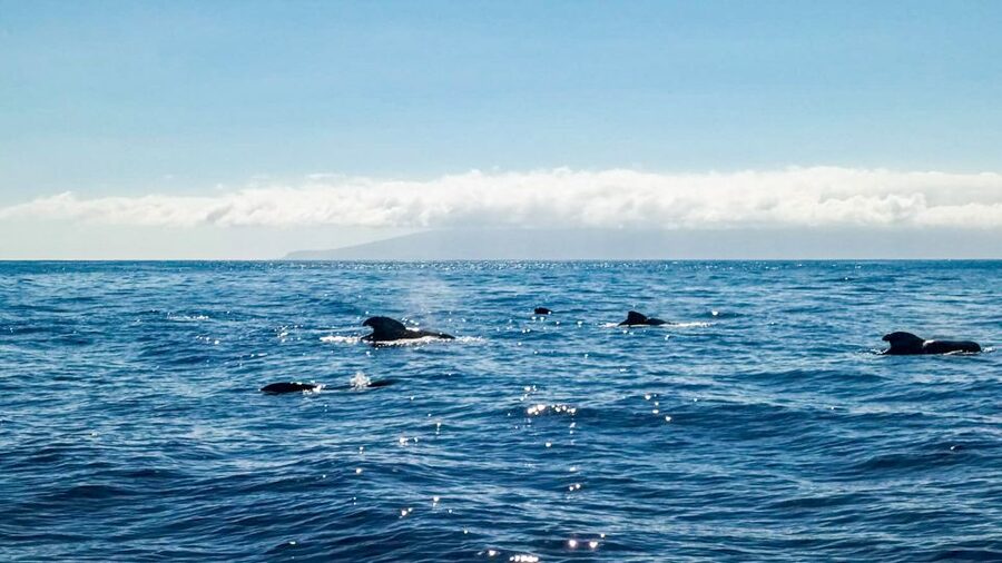 Los Gigantes: Whales and Dolphin Watching Cruise with Lunch - Who will enjoy it most?