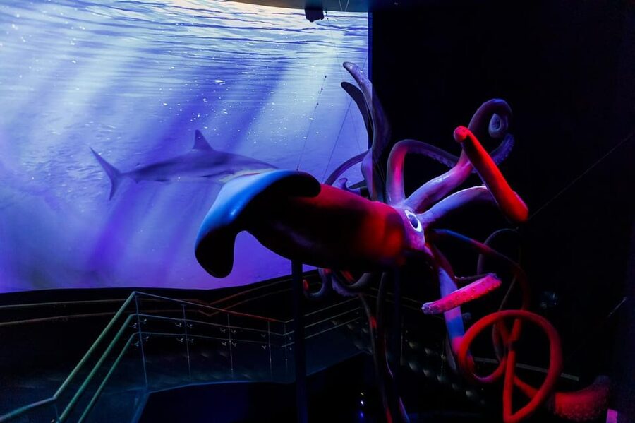 Madrid: Atlantis Aquarium Entry Ticket - What the $14 ticket really buys you