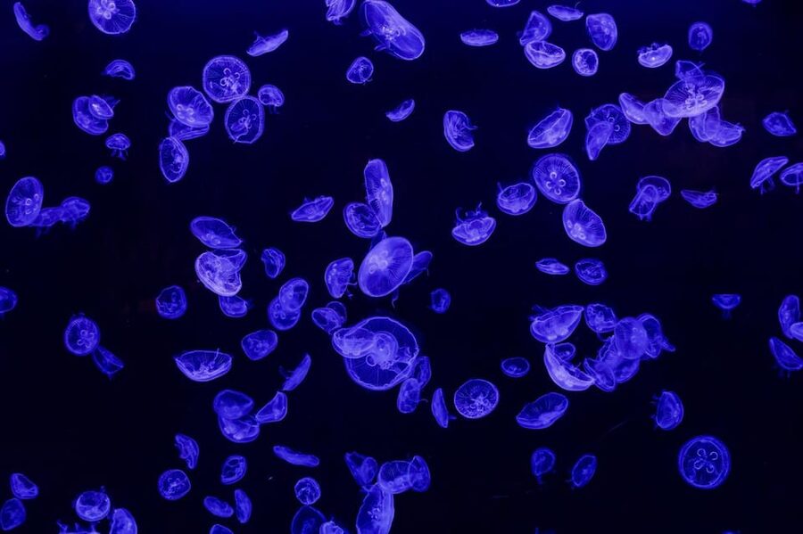 Madrid: Atlantis Aquarium Entry Ticket - The interactive beach and Ambassador challenge