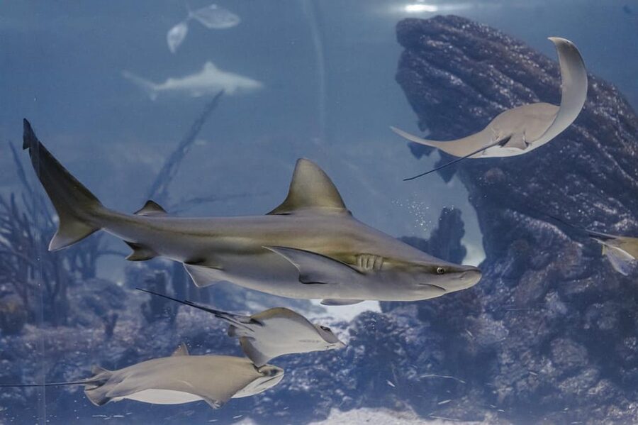Madrid: Atlantis Aquarium Entry Ticket - Crowds, heat, and the real length of the visit