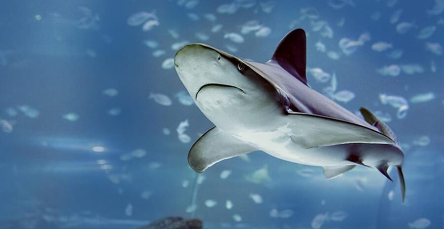 Madrid: Atlantis Aquarium Entry Ticket - Who will enjoy Atlantis most
