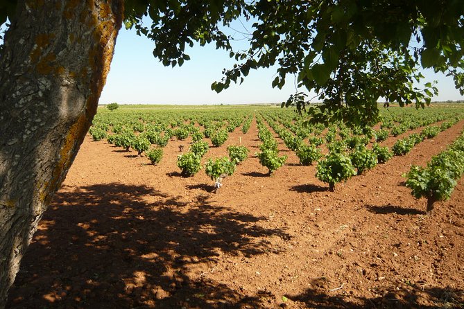 Madrid Countryside Wineries Guided Tour with Wine Tasting - Stop Two: Bodega del Nero and Madrid’s Long Wine Tradition