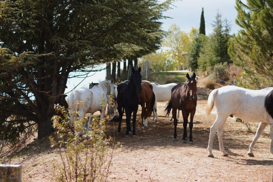 Madrid: Horse Riding in Sierra del Guadarrama National Park - A guide who puts safety first