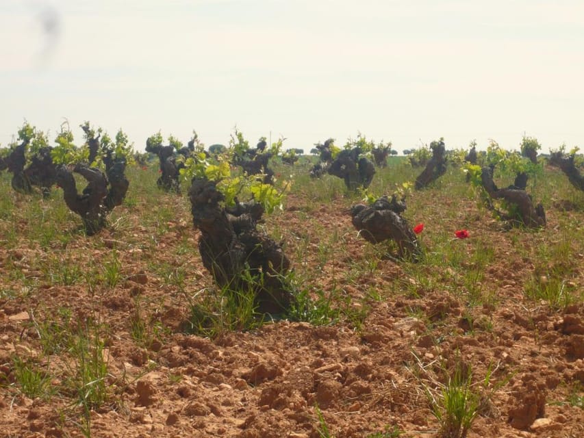 Madrid Region Wineries Guided Tour with Wine Tastings - The countryside drive into Vinos de Madrid