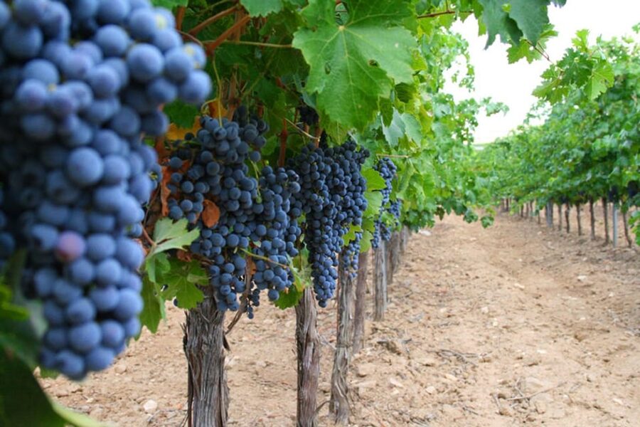 Madrid: Toledo Day Trip with Winery Visit and Wine Tasting - Santa María la Blanca is the morning highlight