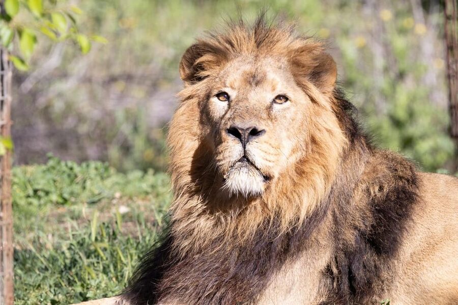 Madrid: Zoo Aquarium Madrid Ticket - Reaching the zoo in Casa de Campo