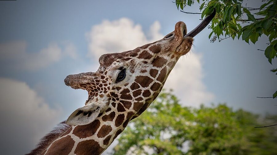 Madrid: Zoo Aquarium Madrid Ticket - Shows, talks, and feeding times