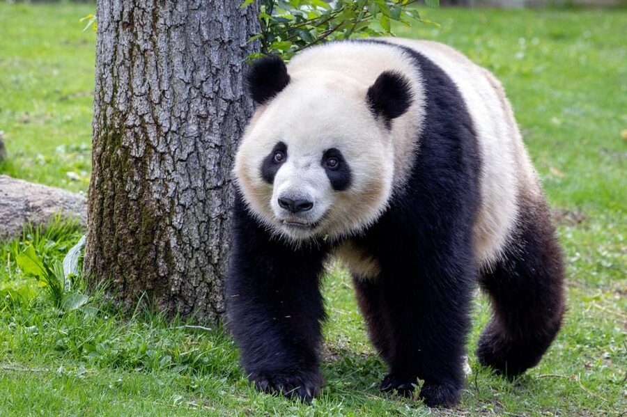 Madrid: Zoo Aquarium Madrid Ticket - A 20-hectare park that needs a plan