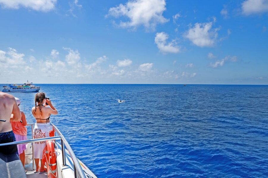Mallorca: 2-Hour Dolphin Watching Cruise & Glass-Bottom Boat - Key points at a glance