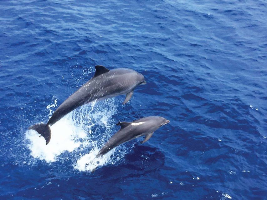 Mallorca: 3-Hour Afternoon Dolphin Watching Boat Tour - Key Points Before You Book
