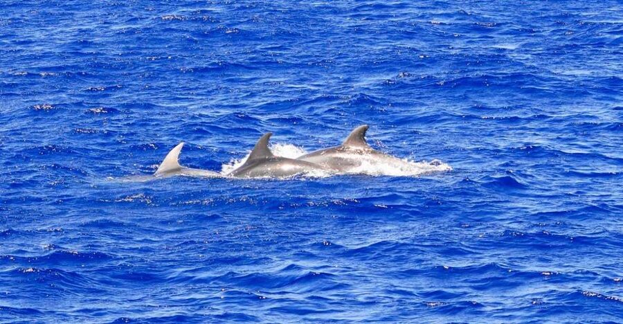 Mallorca: 3-Hour Afternoon Dolphin Watching Boat Tour - What the Three-Hour Afternoon Looks Like