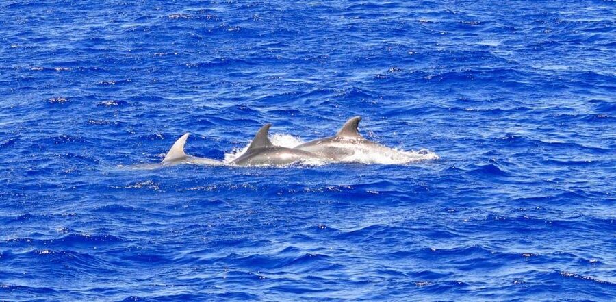 Mallorca: 3-Hour Afternoon Dolphin Watching Boat Tour - The Glass-Bottom Lower Deck