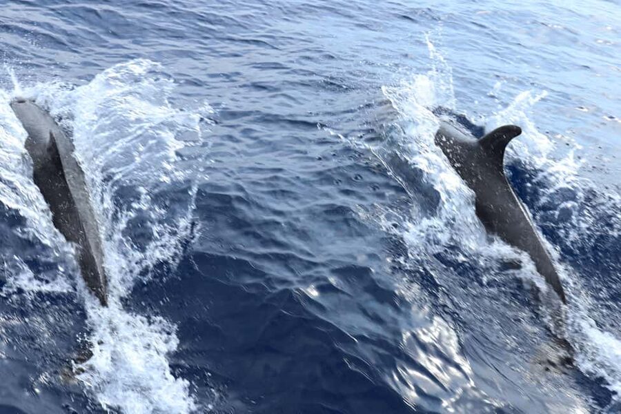 Mallorca: 3-Hour Afternoon Dolphin Watching Boat Tour - The Swim Stop in Clear Mallorcan Water