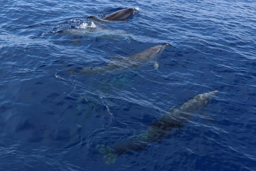 Mallorca: 3-Hour Afternoon Dolphin Watching Boat Tour - Who Will Get the Most From This Boat Trip?
