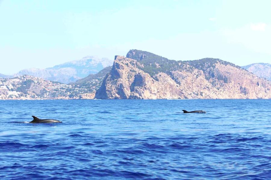 Mallorca: 3-Hour Afternoon Dolphin Watching Boat Tour - Is $48 a Fair Price?
