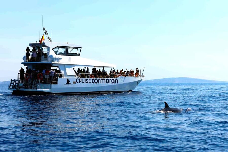 Mallorca: 3-Hour Afternoon Dolphin Watching Boat Tour - Practical Advice for a Better Departure