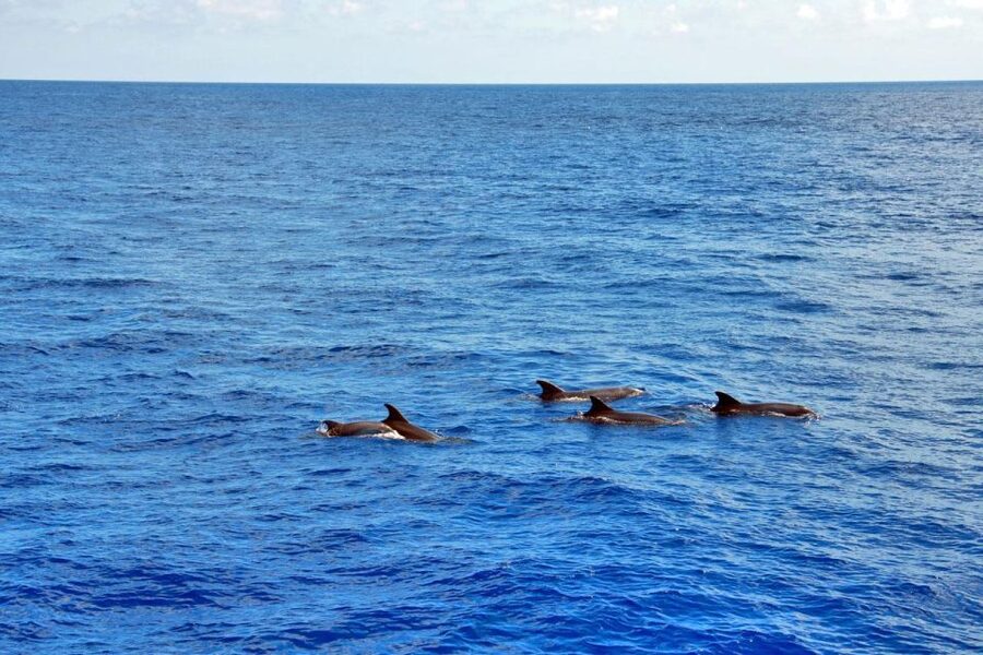 Mallorca: 3-Hour Afternoon Dolphin Watching Boat Tour - Searching for Dolphins in Their Natural Setting