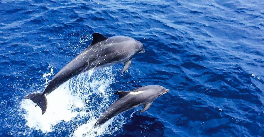 Mallorca: Dolphin Watching Cruise - Key points to know before you book