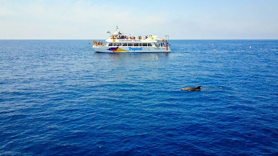 Mallorca: Dolphin Watching Cruise - Practical tips for a smoother morning