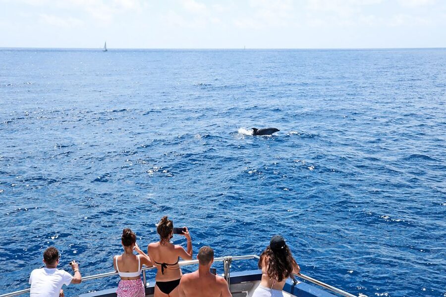 Mallorca: Dolphin Watching Cruise - Seating, space, and the crowd factor