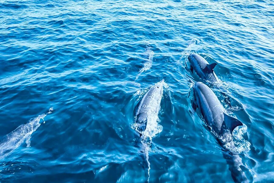 Mallorca: Dolphin Watching Cruise - Making the $54 price worthwhile